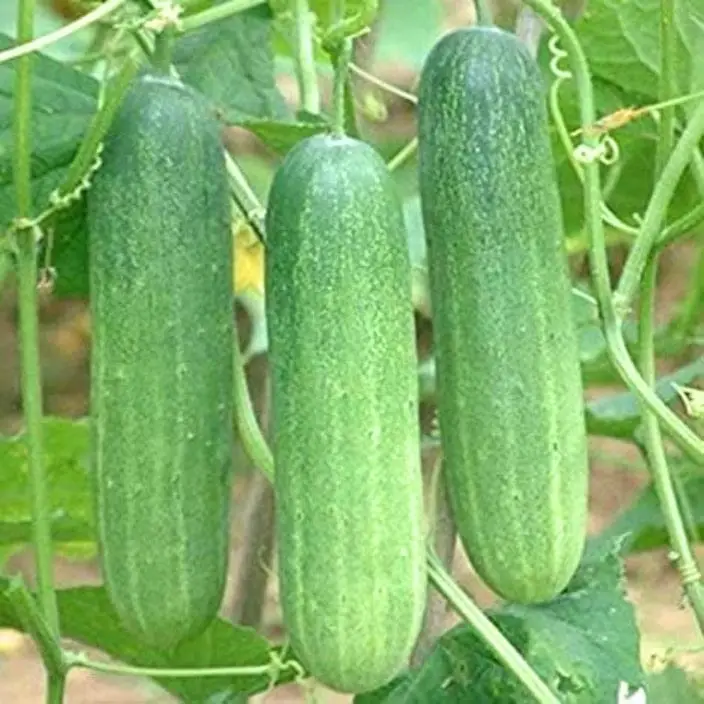 गोल्डन हिल्स खीरे के सलाद के बीज