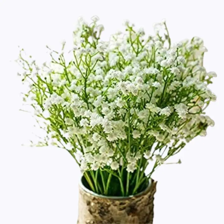 Golden Hills Gypsophila white Flower Seeds