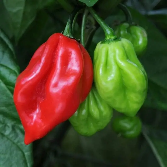 Golden Hills Lantern Chilli/Mali Pepper Hot Chilli Seeds