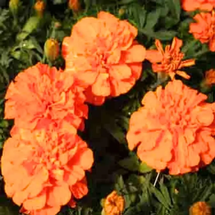Golden Hills Marigold French Double Orange Seeds