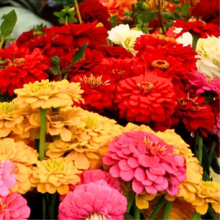ഗോൾഡൻ ഹിൽസ് സിന്നിയ ഡാലിയ പൂക്കളുള്ള മിക്സ് പുഷ്പ വിത്തുകൾ