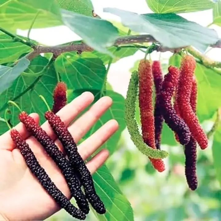 Grafted Long Mulberry Plant
