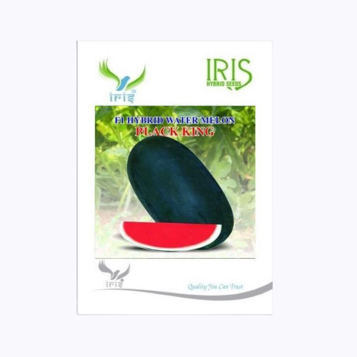Iris Hybrid F1 Watermelon Black King Seeds