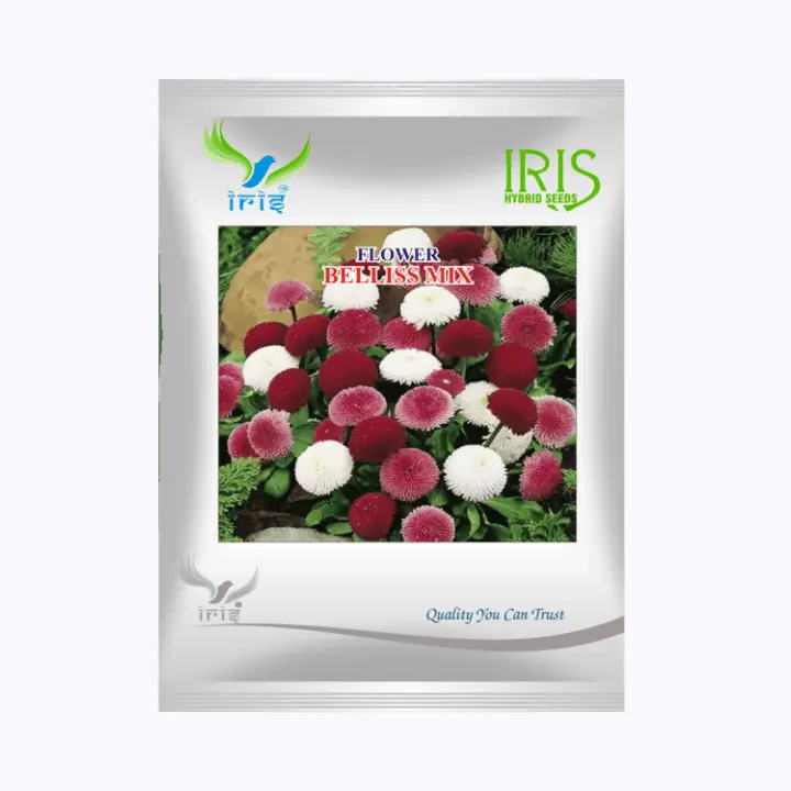 Iris Imported OP Bellis Mix Seeds