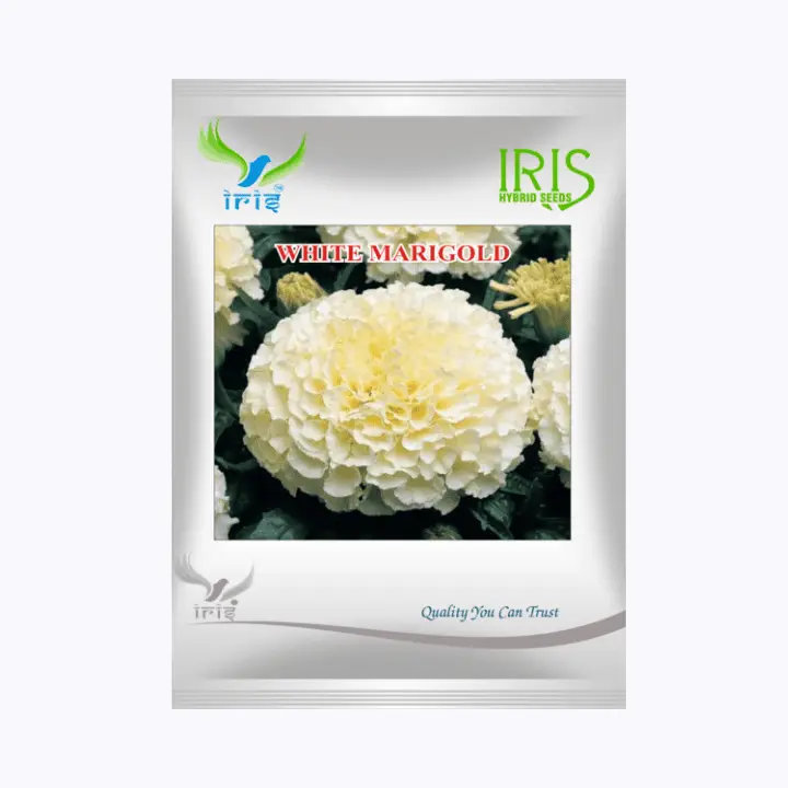 Iris Imported OP White Marigold Seeds
