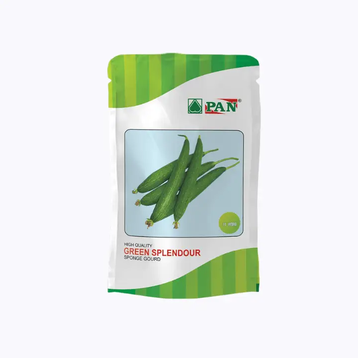 Pan Green Splendour 2802 Sponge Gourd Seeds
