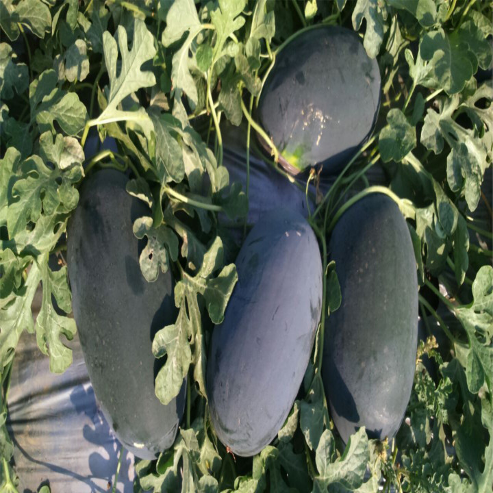 Sagar Rambo/Romeo F1 Watermelon Seeds – thumb