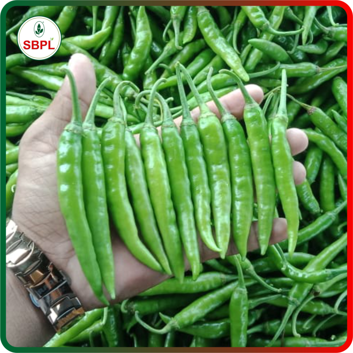Sagar Revati Chilli (Mirchi) Seeds – thumb