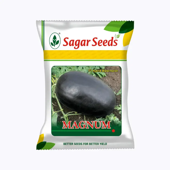 Sagar Magnum F1 Muskmelon Seeds