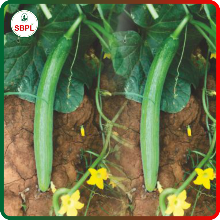 Sagar Tanvi 111 Cucumber Seeds – thumb